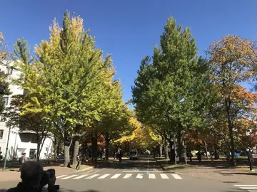 홋카이도대학 은행나무 길
